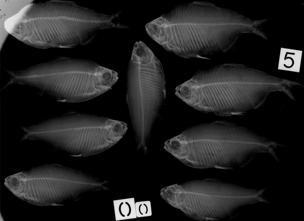 Brycinus longipinnis (Günther, 1864)